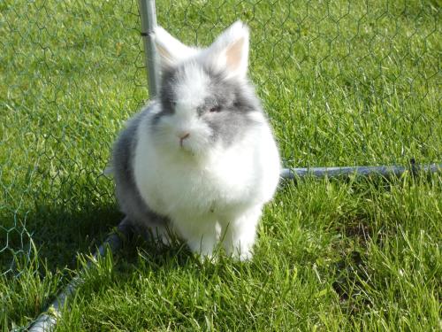 a gray and white cat sitting in the grass at Hôtel Restaurant le clos de l 'Ancien Pressoir in Commes