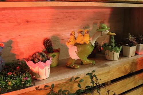 a shelf with a group of cacti and other plants at Yu Shou Hao Hsien Guesthouse in Fushi