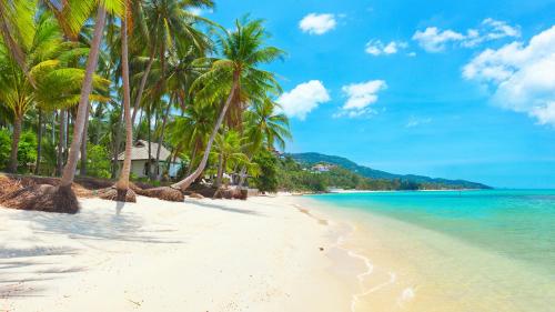 uma praia com palmeiras e o oceano em Samui Blue Bird em Mae Nam