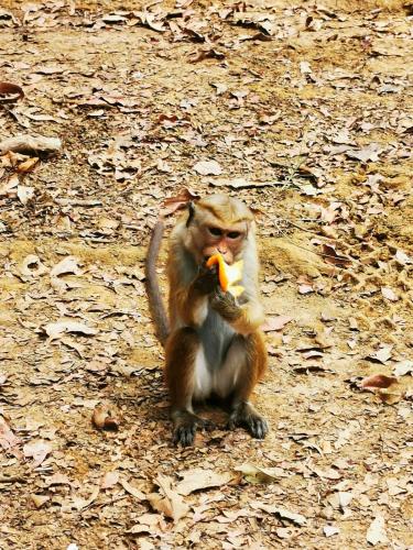 a monkey sitting on the ground eating a banana at Lavender Home Yala Safari in Tissamaharama