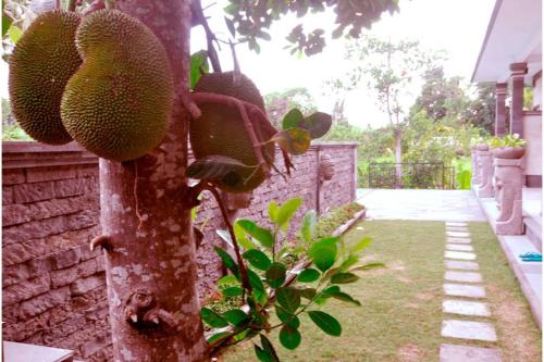 Taman di luar The Lod Villa