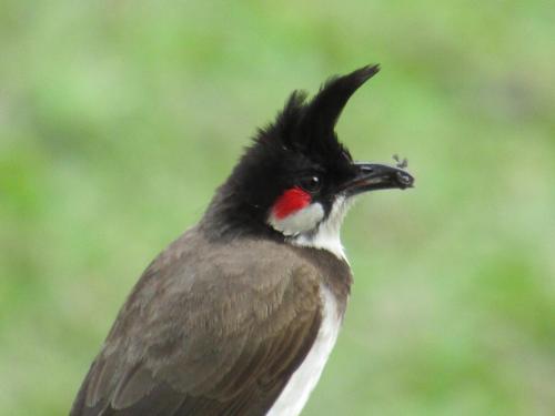 a bird with a red spot on its head at EAST STAVANGER in Anaviratty
