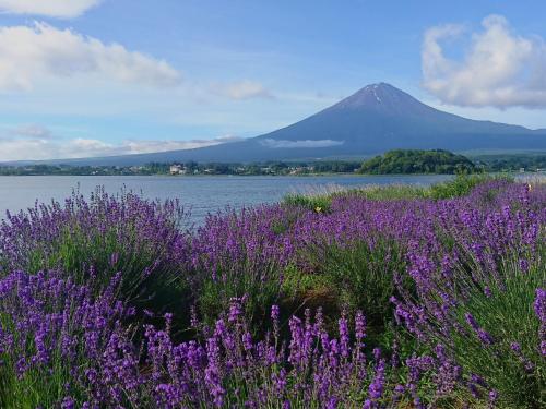 a field of purple flowers with a mountain in the background at Lake Villa Kawaguchiko in Fujikawaguchiko