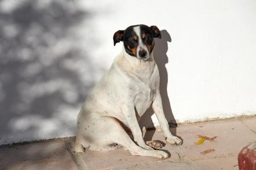 El Molino Estepona photo 85