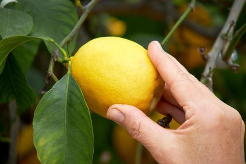 a person holding a lemon hanging from a tree at El Molino Estepona in Estepona