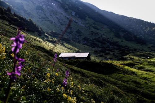 a small cabin on a hill with flowers in the foreground at Apartment-Kraft in Lungötz