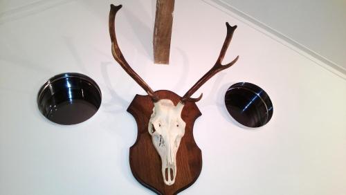 a wall mounted deer head and antlers on a wall at La cabane sur l'eau in Cul-des-Sarts