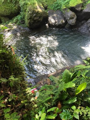 a stream of water with rocks and plants at Cabañas Colibrí Tayutic in Turrialba