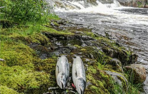 two silver fish sitting on the side of a river at 3 Bedroom Lovely Home In Nord-Statland in Nord-Statland