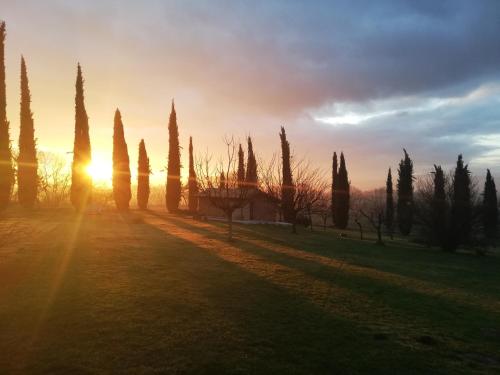 a group of cypress trees in a field at sunset at Agriturismo Podere Bianca Maria in Nepi