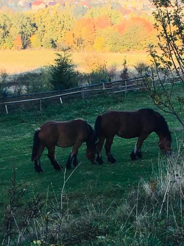 two horses grazing in the grass in a field at Apartamenty Pod Łysicą & SPA - przy stoku, basen, jacuzzi, sauna in Krajno Pierwsze