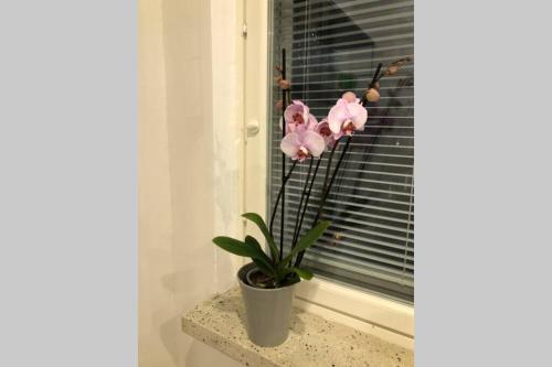 拉赫蒂的住宿－Studio Vescu，坐在窗台上的盆栽植物