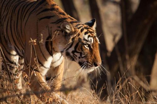 a tiger walking through a field of tall grass at The Rangers Lodge, Imran's Jungle Home in Corbett in Rāmnagar