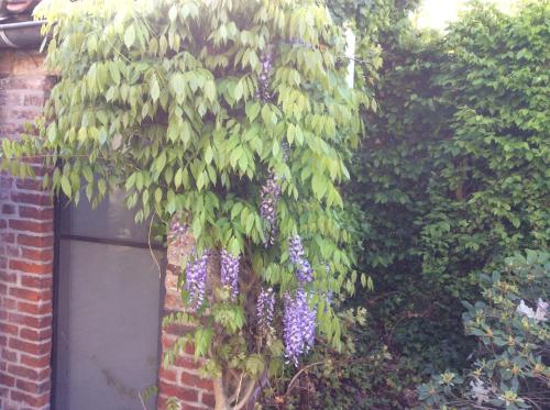 a bunch of bunches of grapes hanging from a tree at Poortbossen in Zottegem