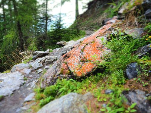 a pile of rocks and plants on a mountain at Feldgärtenhof in Silandro