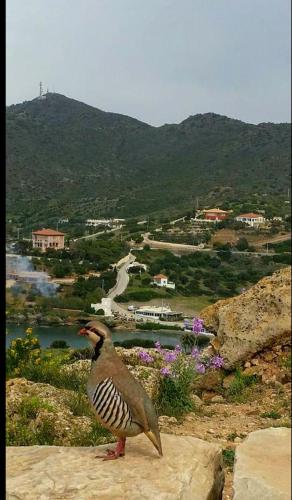 a bird standing on a rock overlooking a river at me gusta suite by the sea in Anavissos