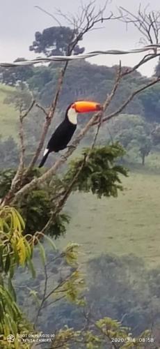 a bird perched on a tree branch at Chalés Terras Altas in Gonçalves