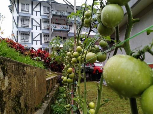 a bunch of green fruits on a plant in front of a building at Homstay Desa Anthurium in Tanah Rata