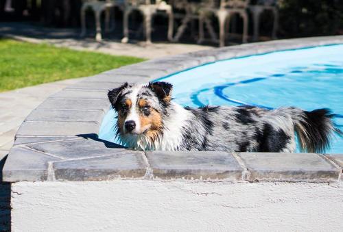 Domácí mazlíčci ubytovaní s hosty v ubytování Jonkershoek Guest Farm