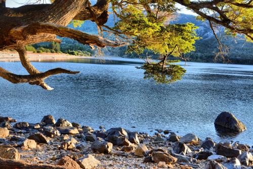 a view of a lake with a tree and rocks at Kingfisher de los Andes in Villa Meliquina