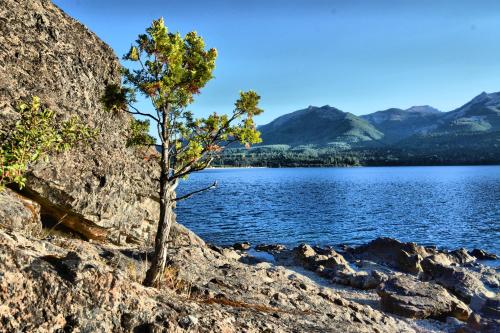 a tree on the shore of a lake at Kingfisher de los Andes in Villa Meliquina