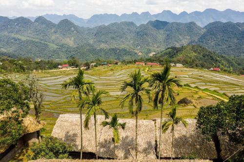 a field with palm trees and mountains in the background at Pu Luong Ecocharm in Hương Bá Thước