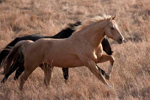 two horses running in a field of tall grass at Old Tower Guesthouse Ushguli in Ushguli