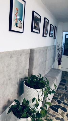 a living room with a couch and a potted plant at SIECHNICE Noclegi in Siechnice