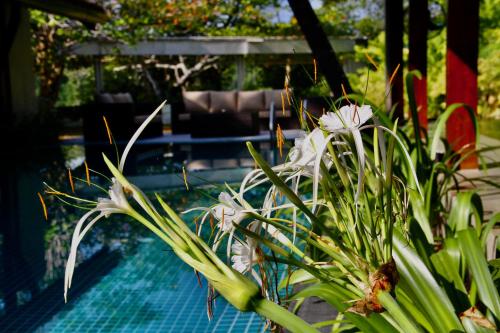 Kolam renang di atau dekat dengan The Aluthgama House