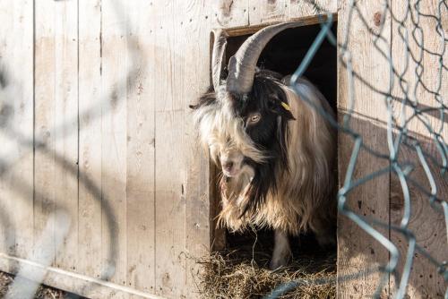 a goat sticking its head out of a door at Ganzenhubhof in Goldegg