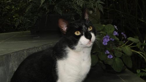 a black and white cat sitting next to a vase of flowers at Pousada do Oasis in Morretes