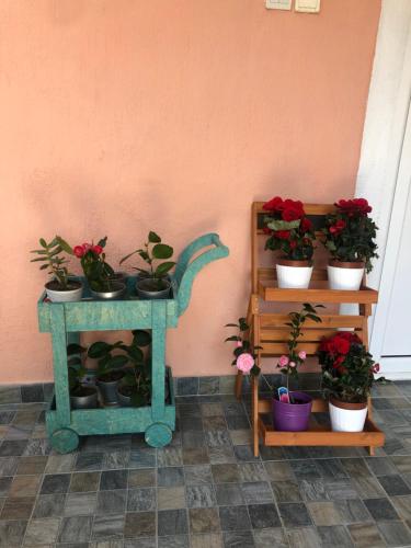 a group of potted plants on shelves next to a wall at Apartments Kovačević in Petrovac na Moru