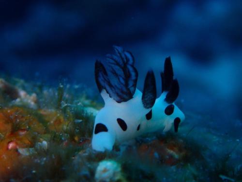a figurine of a rabbit in the ocean at Good hostel 好棧 Green Island in Green Island