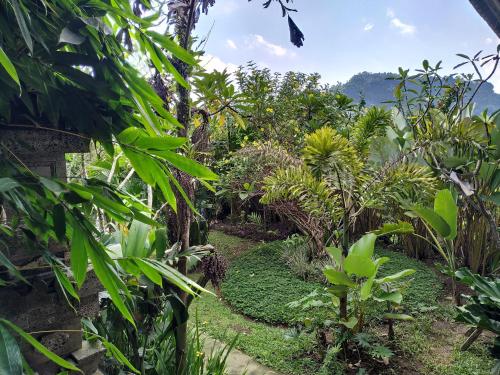 a garden with lush green plants and trees at Kanda Homestay in Sidemen