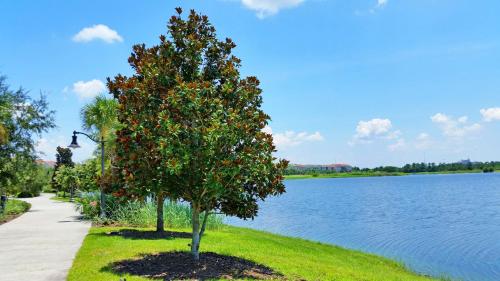 two trees on the grass next to a lake at Cozy Condo wPrivate Balcony & FREE Resort Access in Orlando
