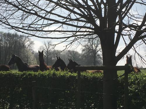 a group of horses walking in a field at B&B Het Welthof in Bree