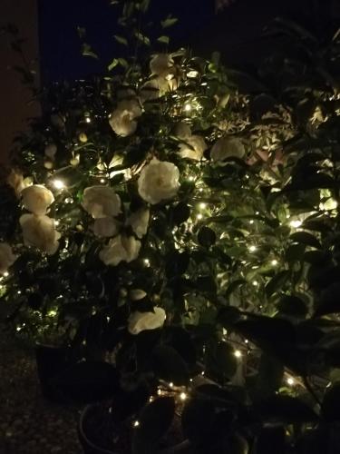a group of white flowers with lights in the dark at Lisander B&B suite and terrace in Seregno