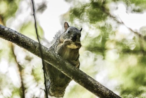 a squirrel is sitting on a tree branch at Hotel de Campo Villa de Ada in Gracias