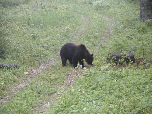 a black bear walking down a dirt road at Studio Apartment Karlo in Drežnik Grad