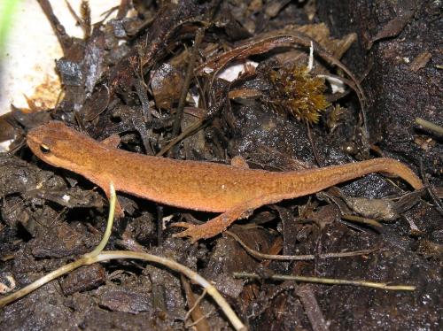 a small lizard sitting on the ground at Studio Apartment Karlo in Drežnik Grad