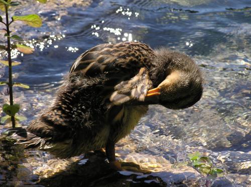 a duck in the water with its head in the water at Studio Apartment Karlo in Drežnik Grad