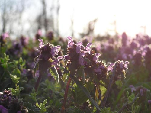a bunch of purple flowers in a field at Studio Apartment Karlo in Drežnik Grad