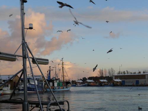 a flock of birds flying over a marina with boats at Ferienwohnung Welle in Freest