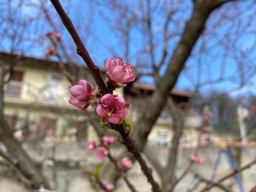 a branch of a tree with pink flowers on it at Oca Carolina in Buttigliera Alta
