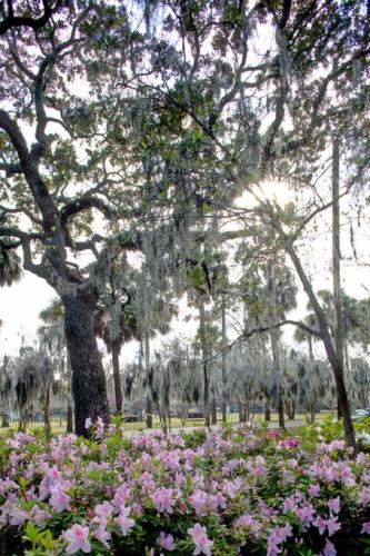 a park with pink flowers in front of a tree at Restored Historic Home 5 bedroom 4 and a Half Bath in Savannah