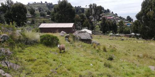 a sheep standing in a field of grass at Taquile Hospedaje Mario in Huillanopampa