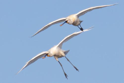 two seagulls flying in the sky at CasaLuca in Hellevoetsluis