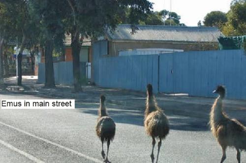 Animales en la casa o chalet o alrededores
