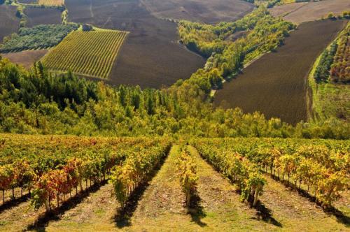 an aerial view of a vineyard in a field at Residence Borgo Offida in Offida