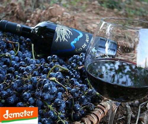 a glass of wine sitting next to a bunch of grapes at La Cerreta - Terme di Sassetta in Sassetta